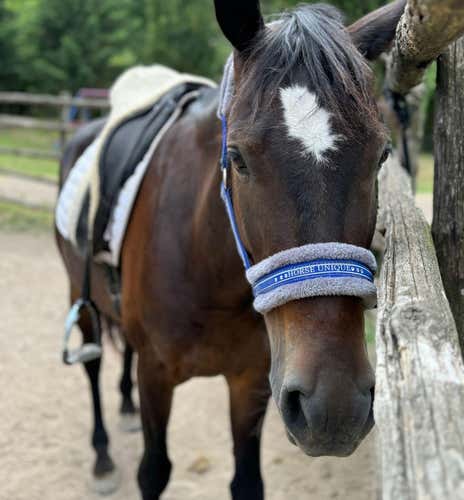 Horseback riding on the trail of the Etruscans in Vetralla