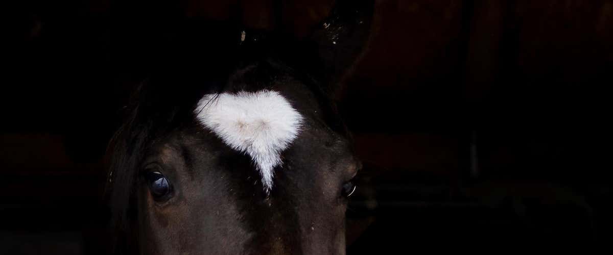 Passeggiata a cavallo nel Monferrato con pranzo in agriturismo