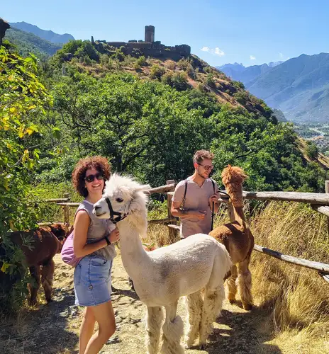 Passeggiata con gli alpaca nella bassa Valle d'Aosta