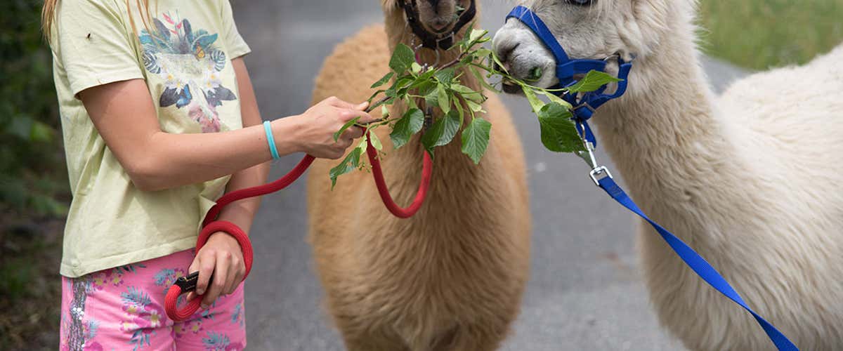Passeggiata con gli alpaca nella bassa Valle d'Aosta