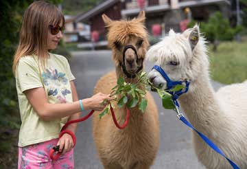Passeggiata con gli alpaca nella bassa Valle d'Aosta