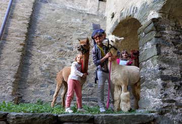 Passeggiata con gli alpaca nella bassa Valle d'Aosta