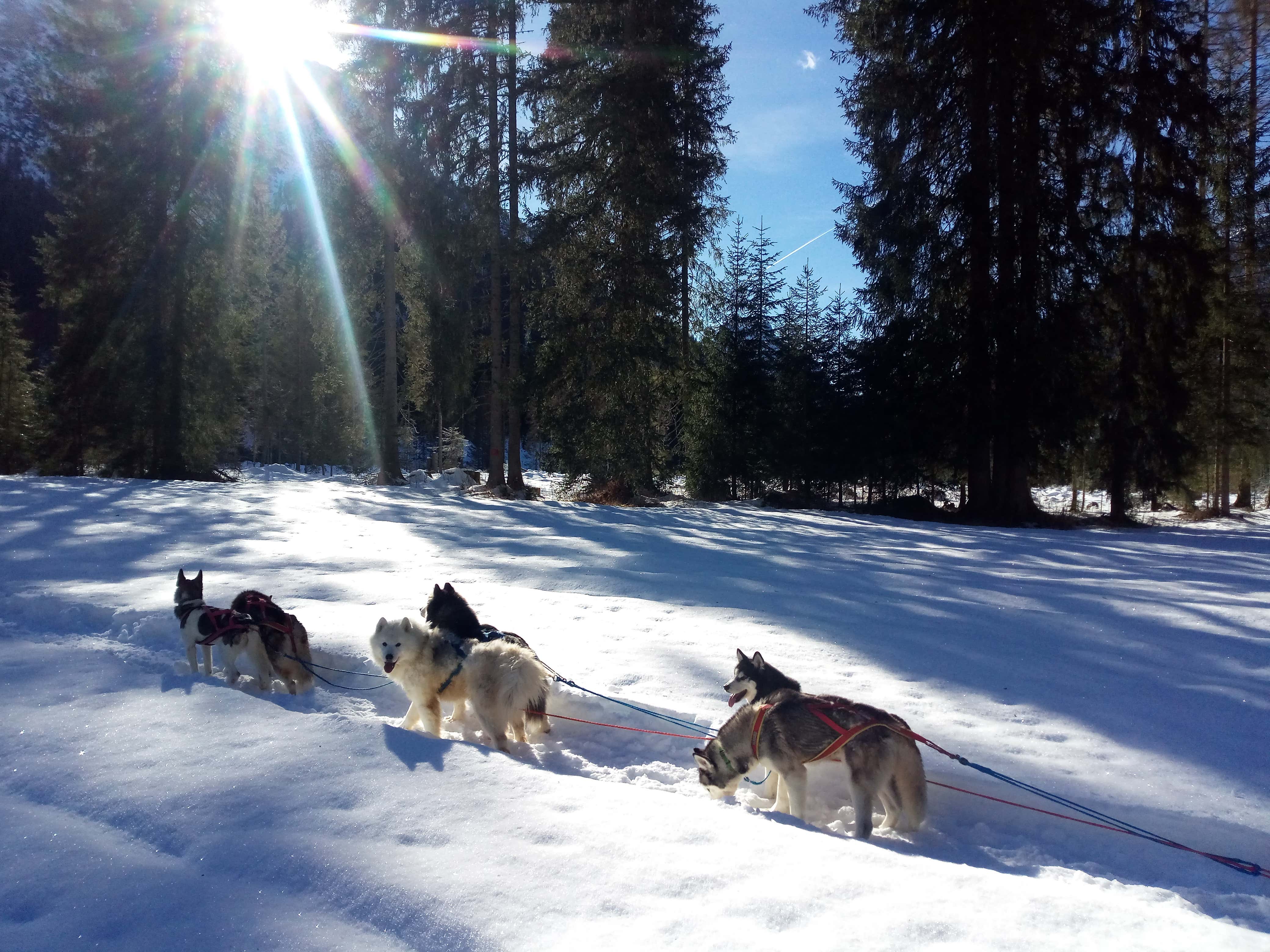 Sleddog experience in the snow of Val Comelico Freedome