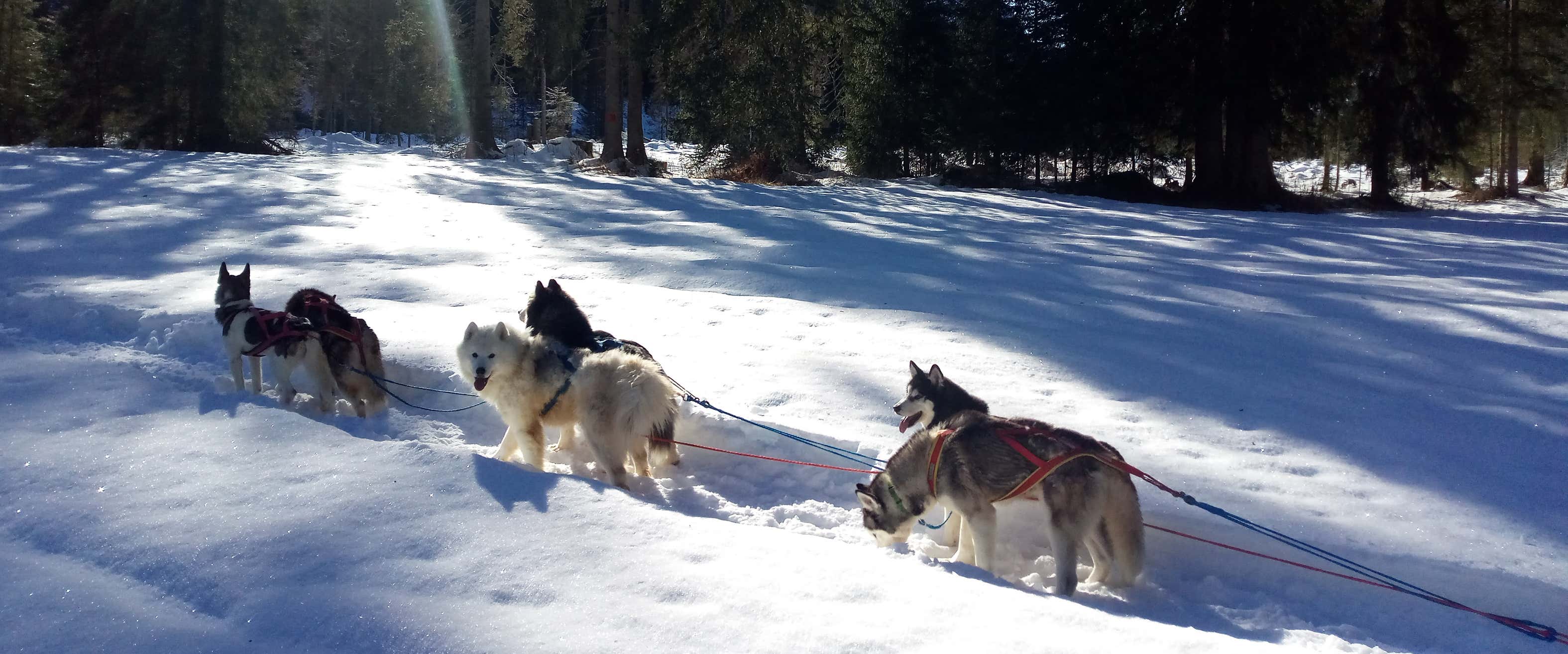 Sleddog experience in the snow of Val Comelico Freedome