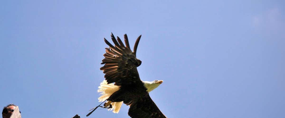 Exclusive eagle experience near Milano