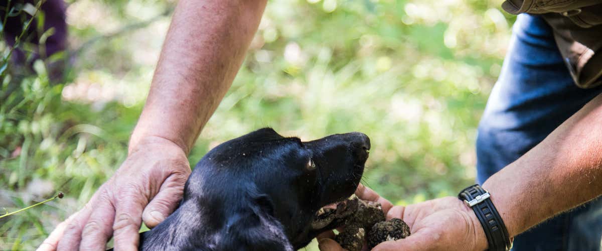 Caccia al tartufo con pranzo tra le colline di Perugia