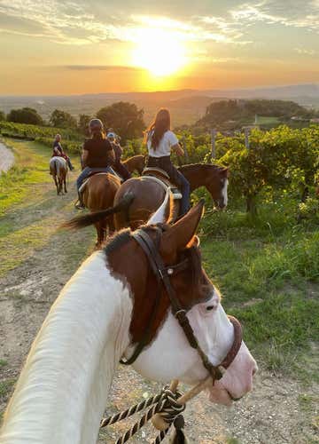 1-hour horse trekking in the Euganean Hills Park