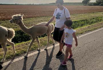 Passeggiata con alpaca e degustazione in riva al lago vicino a Ferrara