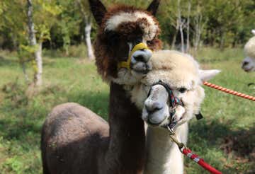 Passeggiata con alpaca tra borghi storici e santuari vicino a Ferrara