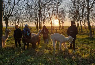 Passeggiata con alpaca tra borghi storici e santuari vicino a Ferrara