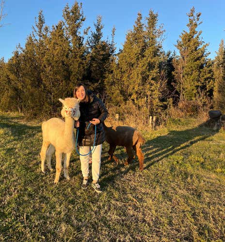 Passeggiata con alpaca tra borghi storici e santuari vicino a Ferrara
