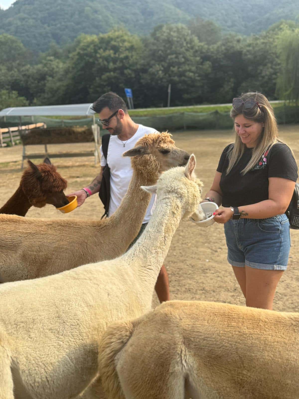 Esperienza alla scoperta del mondo degli alpaca in provincia di Cuneo