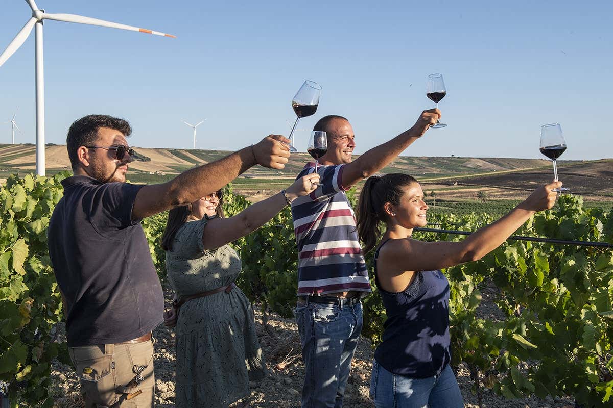 Organic wine tasting and winery tour in Marsala Freedome