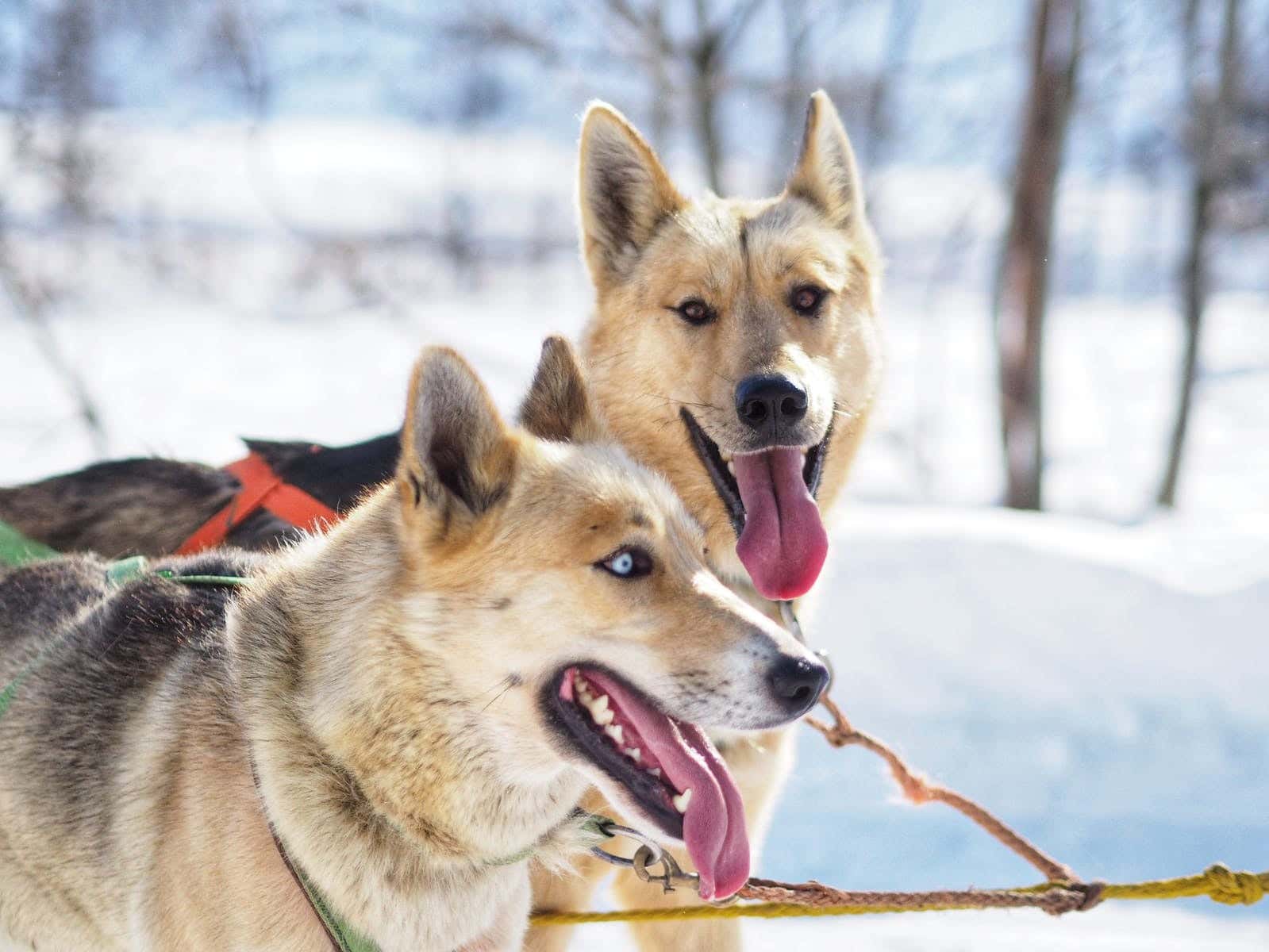 Otter River Retired Sled Dogs Adoption Sleddog Adventure In