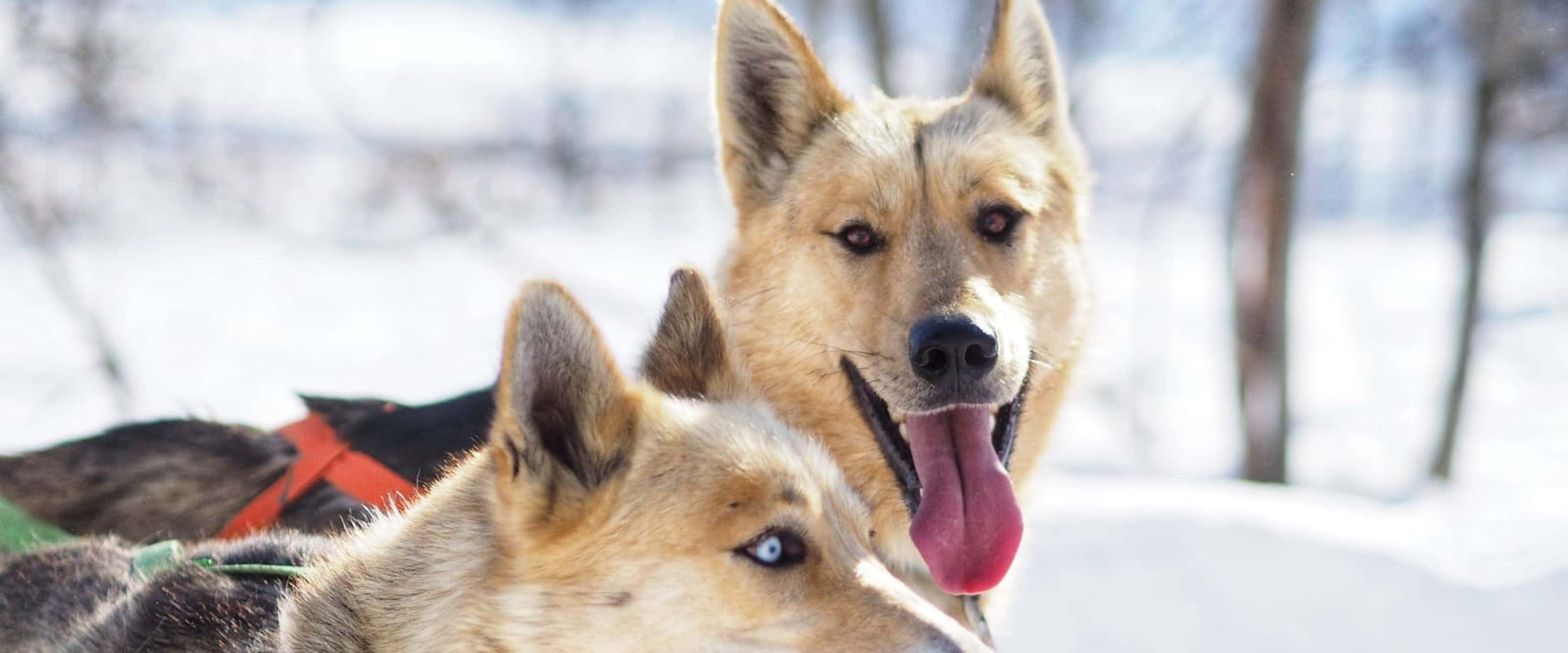 Otter River Retired Sled Dogs Adoption Sleddog Adventure In