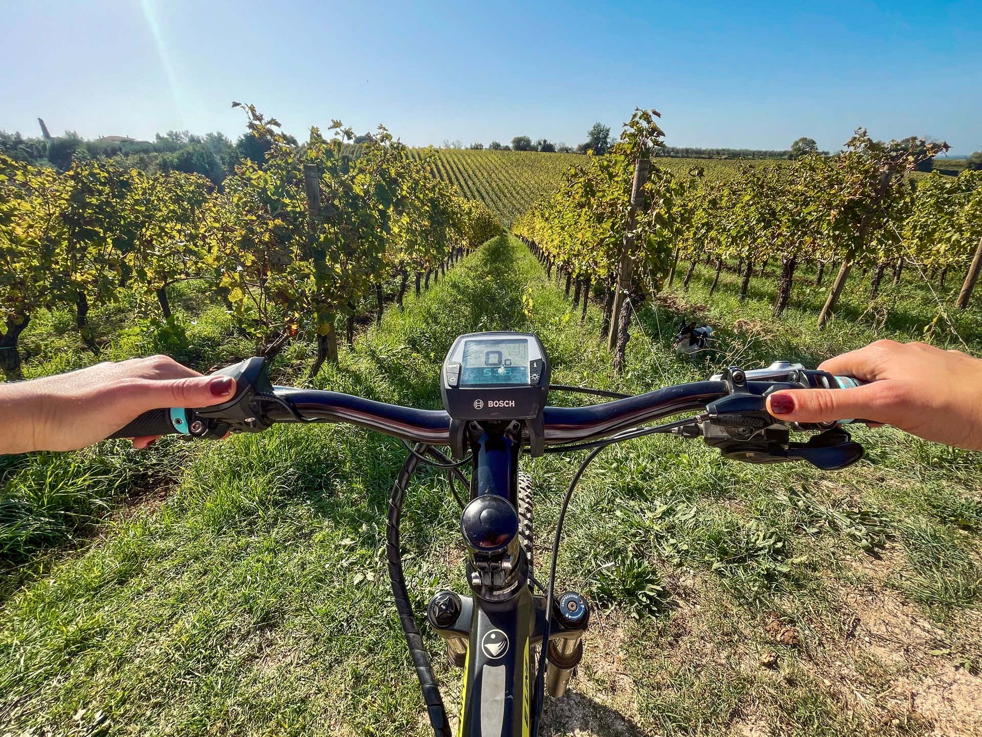Tour in e-bike tra i vigneti con degustazione di vini e pranzo in provincia di Latina