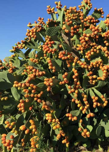 4x4 Suzuki Cabrio tour to Segesta with fruit tasting