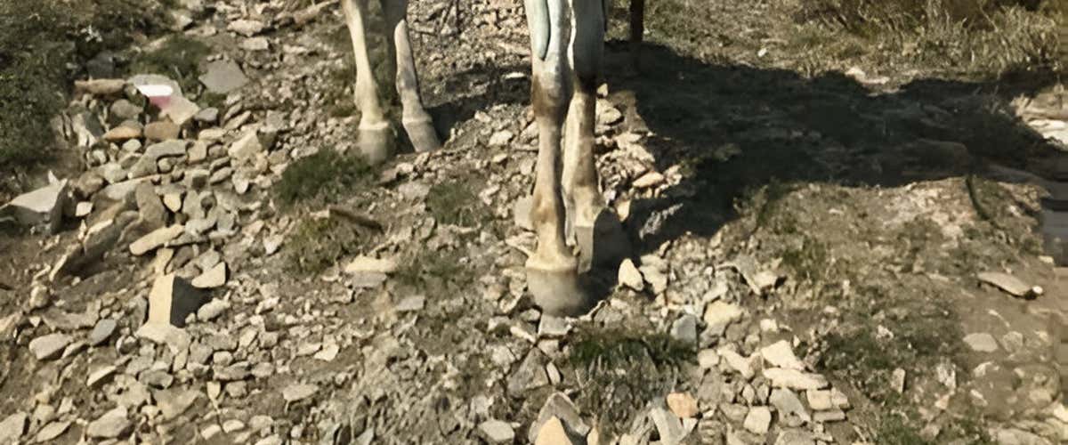 Lezione e passeggiata a cavallo nel Lodigiano