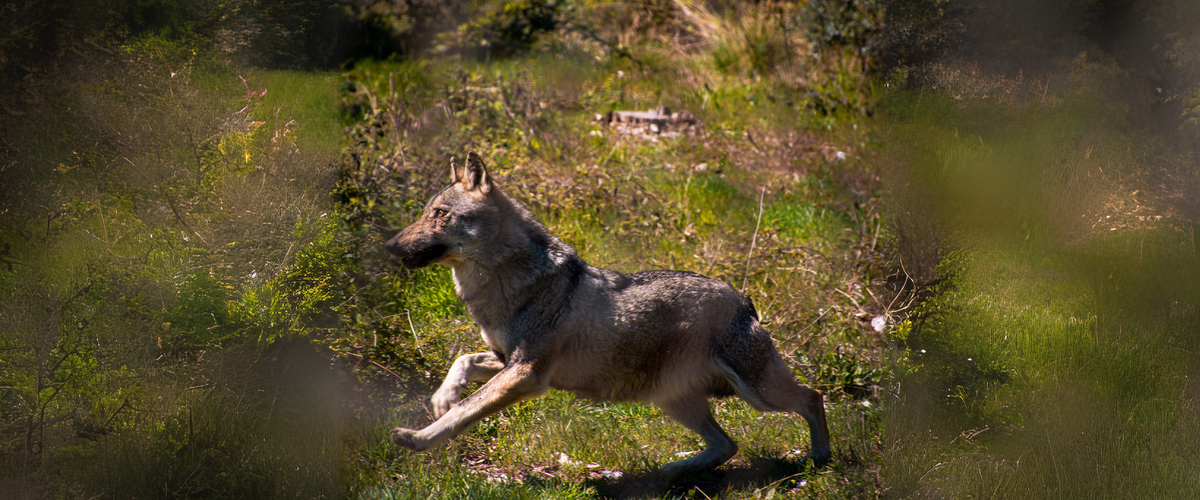 Tour guidato al Centro Visita del Lupo nel Parco Nazionale della Maiella