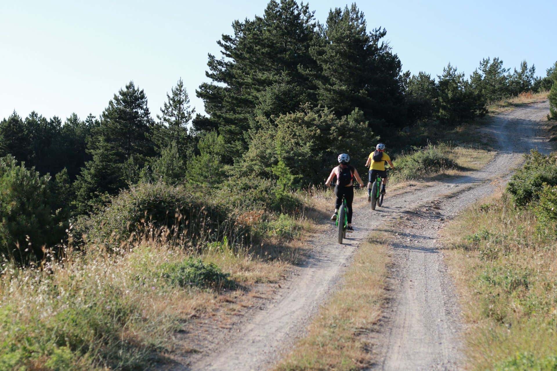 Forest Wakefield Park Mountain Biking Capital Region Thacher Park