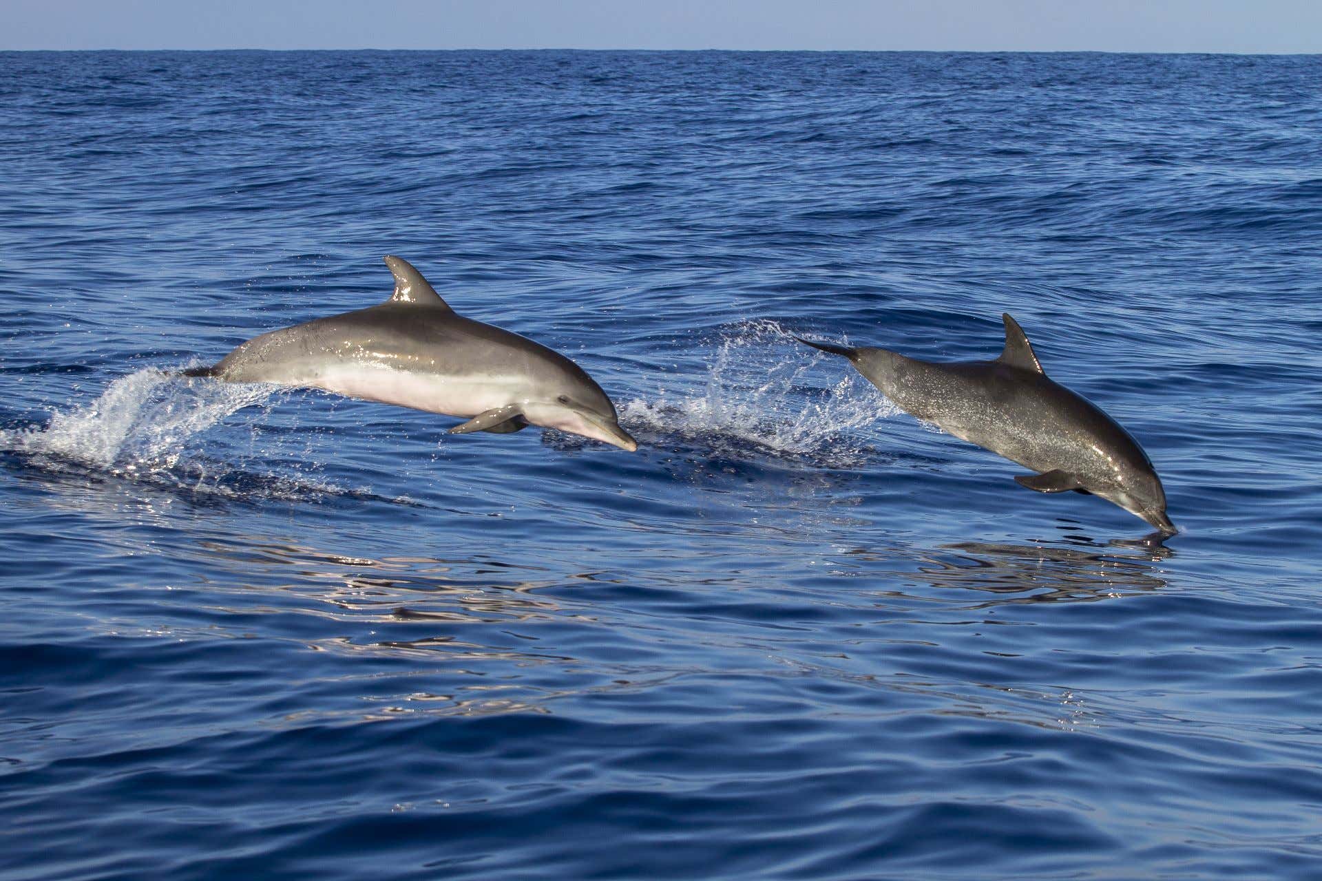 Dolphin Watching tour nel Golfo di Taranto