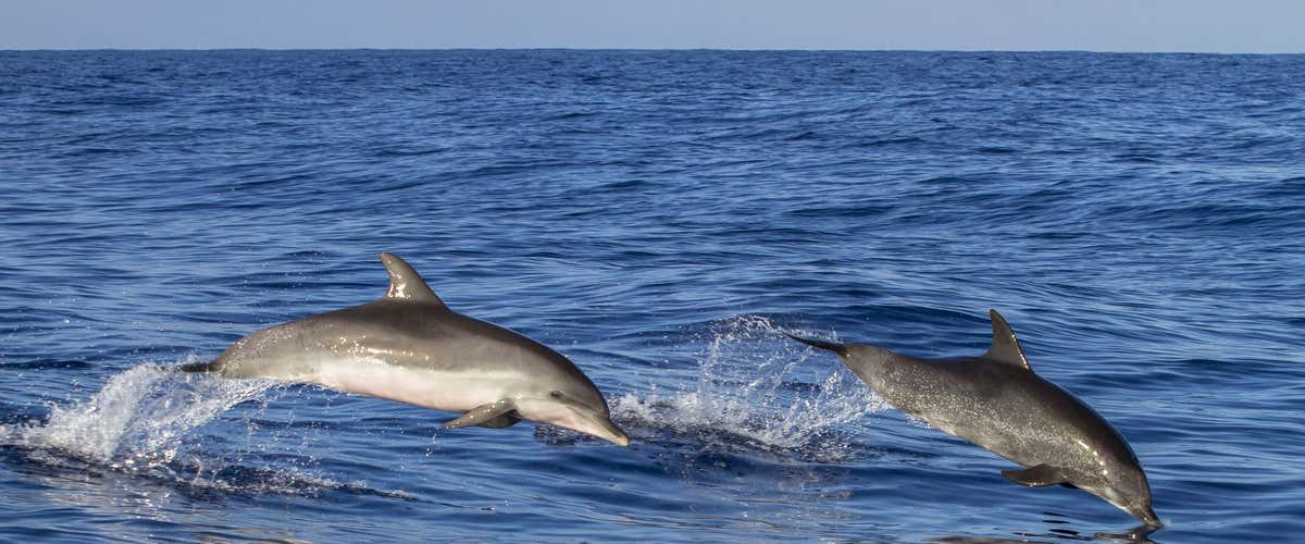 Dolphin Watching tour nel Golfo di Taranto