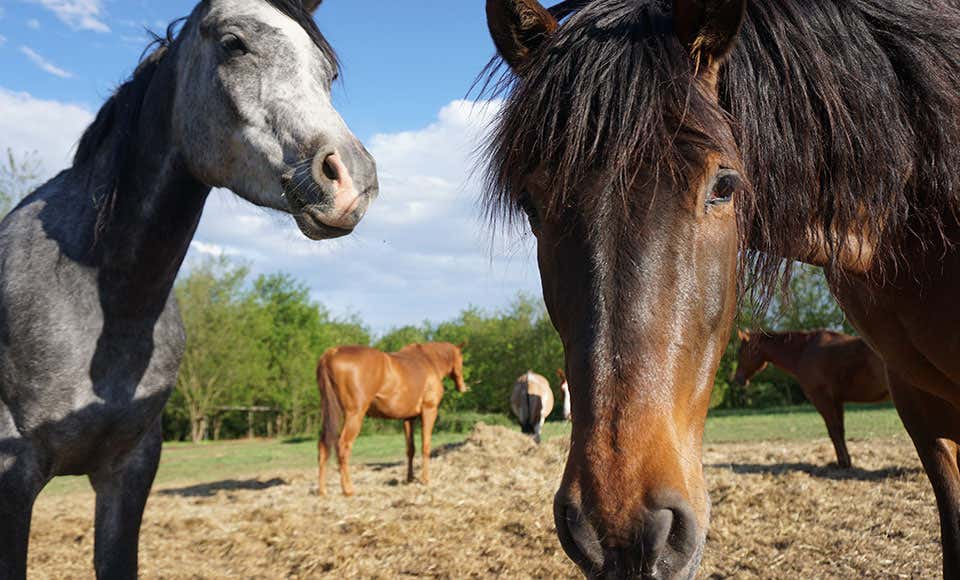 Passeggiata a cavallo per esperti nel Parco di Montevecchia