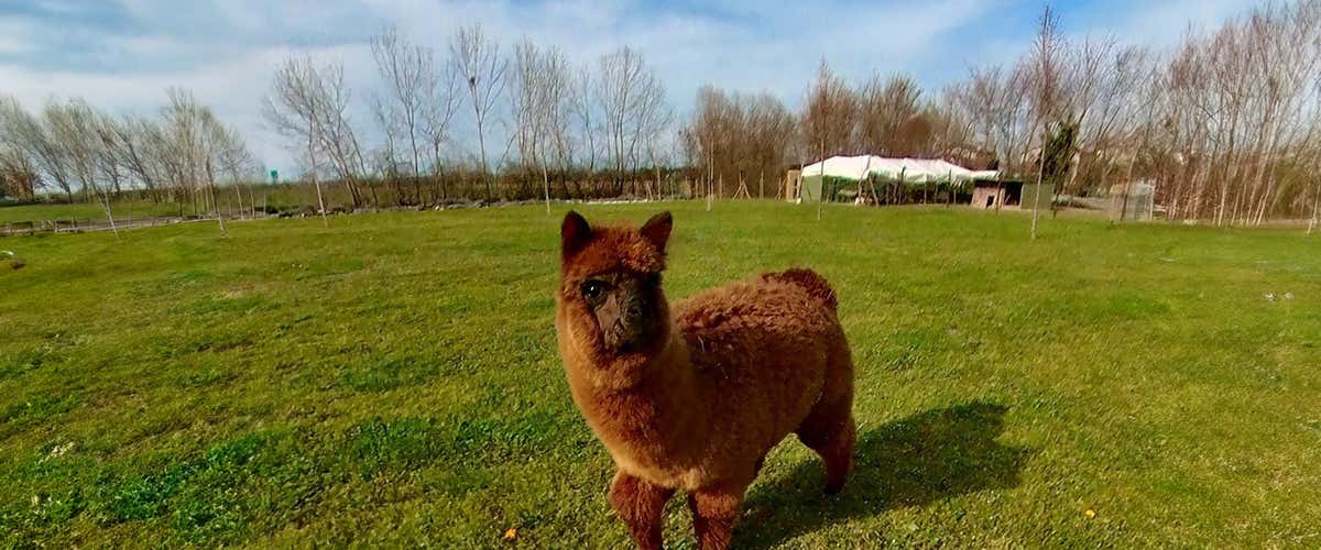 Walking experience with alpacas in the province of Vicenza