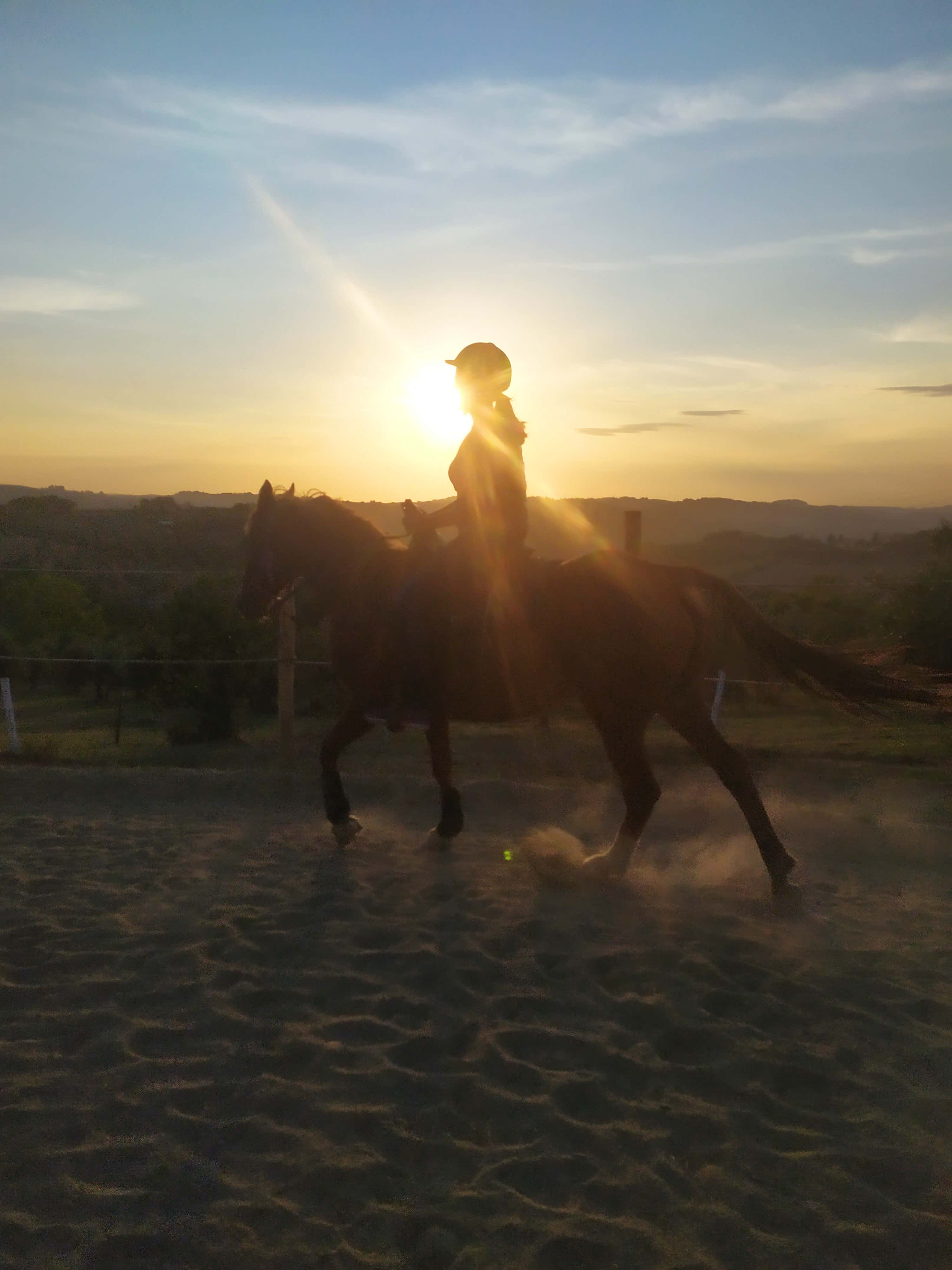 Cavallo Animale Stallone Azienda - Foto gratis su Pixabay - Pixabay