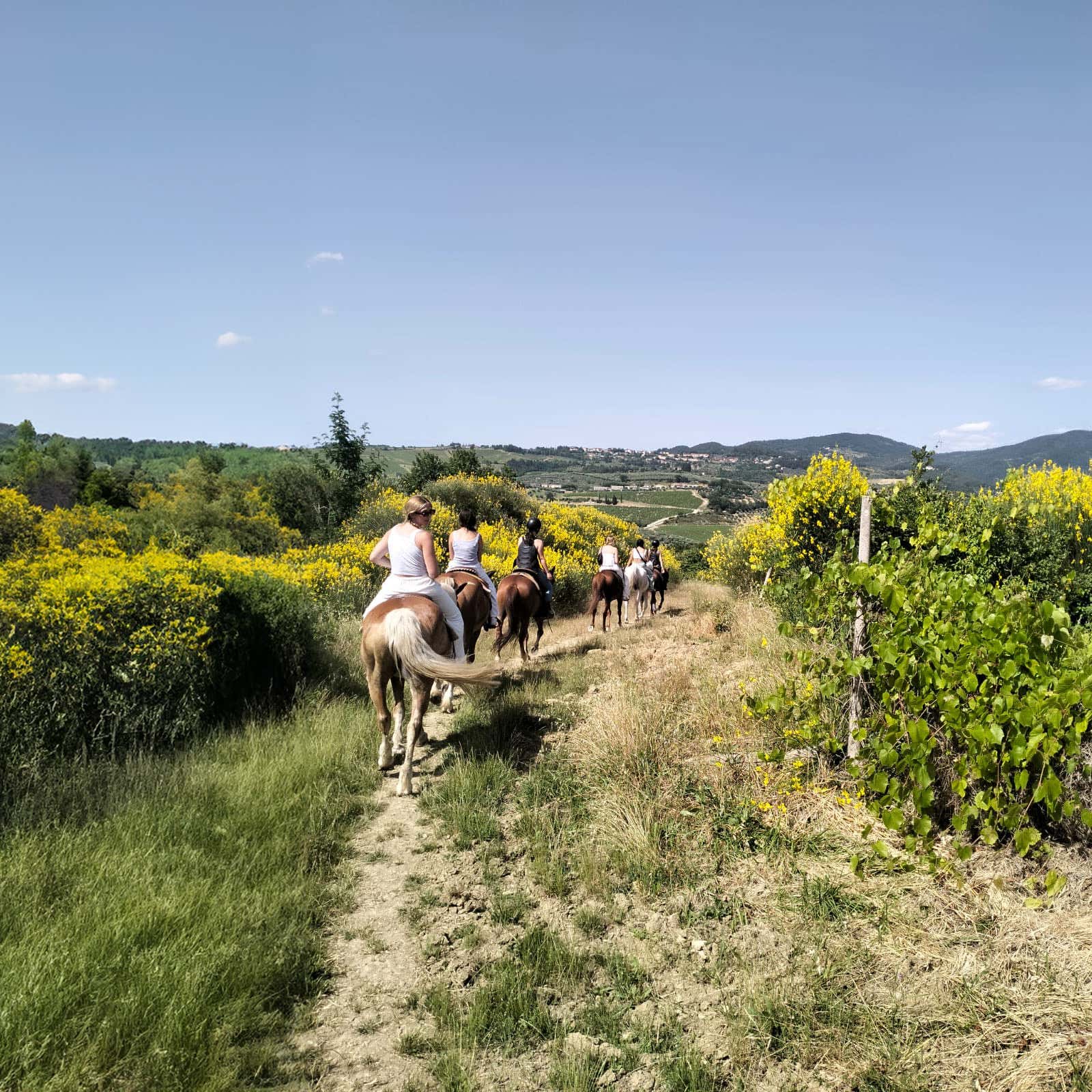 passeggiata-a-cavallo-tra-i-vigneti-della-provincia-di-firenze-con