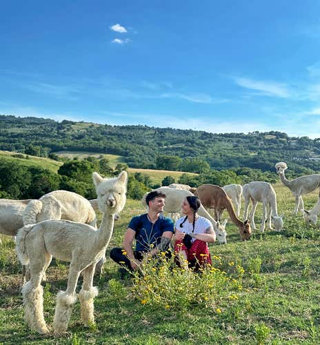 Trekking con alpaca di 2 ore e approfondimento didattico