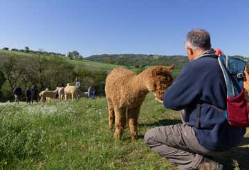 Trekking con alpaca di 2 ore e approfondimento didattico