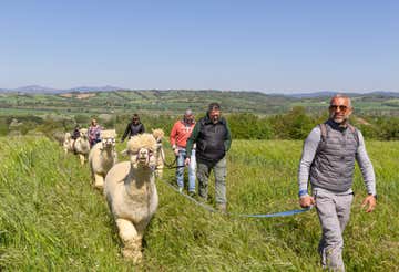 Trekking con alpaca di 2 ore e approfondimento didattico