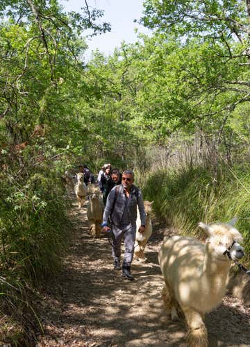 Trekking con alpaca di 2 ore e approfondimento didattico