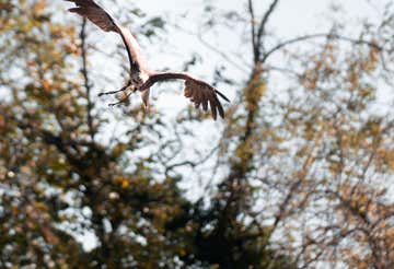 Experience with birds of prey in the province of Piacenza