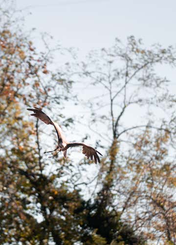 Experience with birds of prey in the province of Piacenza