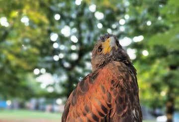 Experience with birds of prey in the province of Piacenza