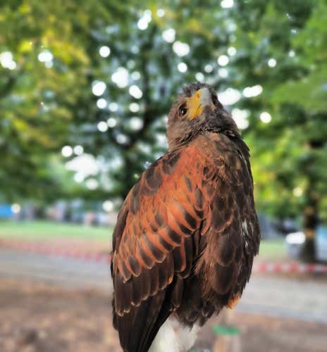 Experience with birds of prey in the province of Piacenza