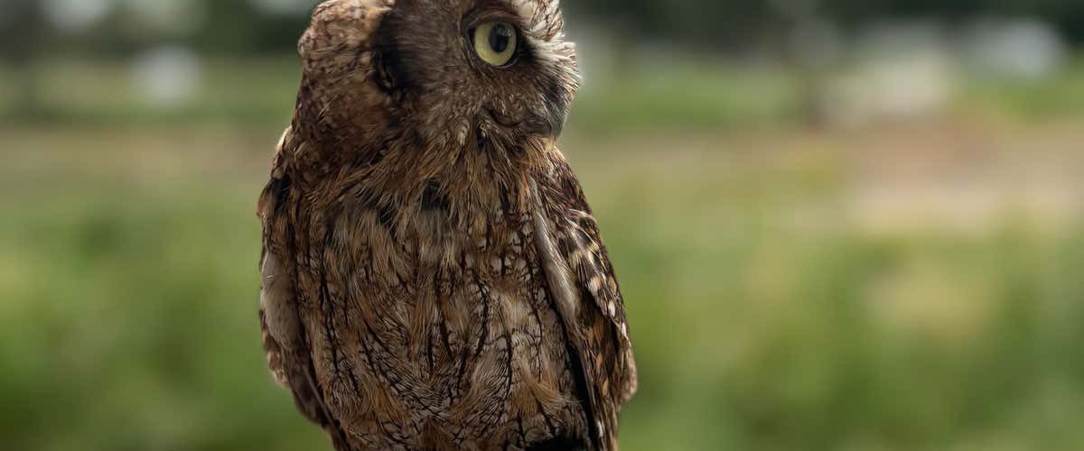 Experience with birds of prey in the province of Piacenza