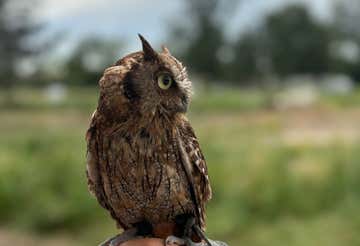 Experience with birds of prey in the province of Piacenza