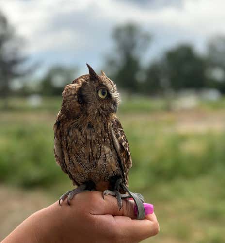 Experience with birds of prey in the province of Piacenza