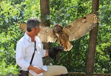 Experience with birds of prey in the province of Piacenza