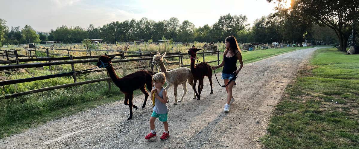 Walk with alpacas in the Piacenza hills | Freedome