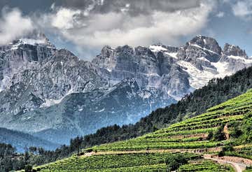 Tasting of 4 wines and visit to winery in Val di Cembra