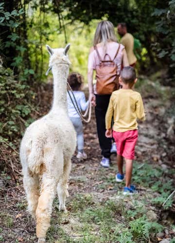 Passeggiata con alpaca sulle colline delle Langhe