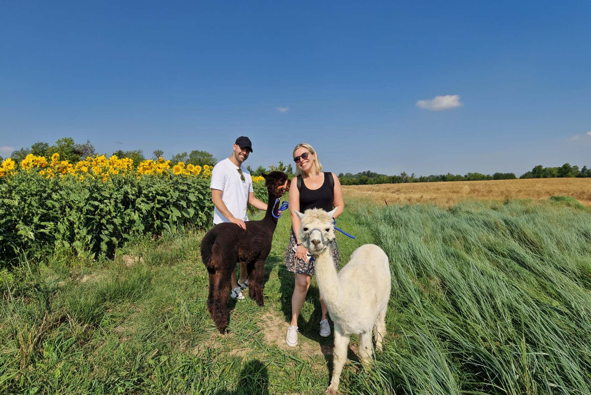 Passeggiata con alpaca sulle colline delle Langhe