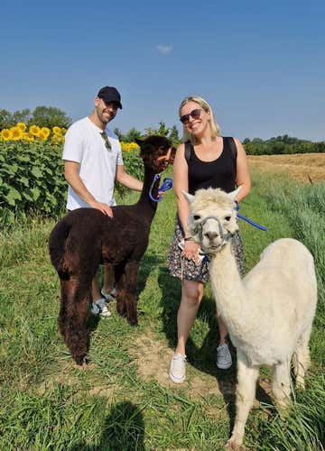 Passeggiata con alpaca sulle colline delle Langhe e picnic