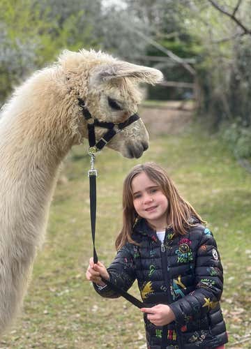 Trekking with alpacas and llamas in the province of Florence