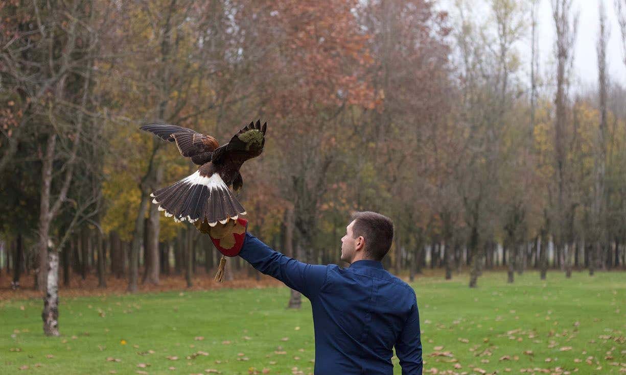 Falconiere per un giorno vicino Padova