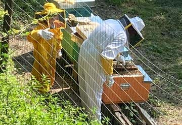 Beekeeper for a day and honey and cheese tasting in the province of Varese